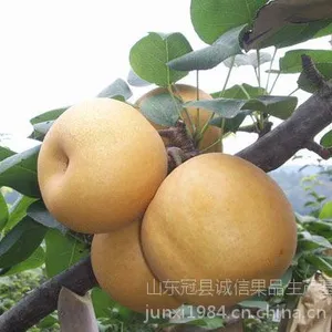 供应供应丰水梨规格80#-85-#90#-100#丰水梨