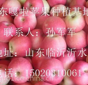 山东嘎啦苹果供应价格 山东嘎啦苹果***格 山东嘎啦苹果产地直销价格