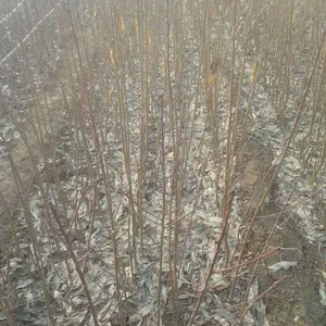 1公分桃树苗、1公分水蜜桃树苗价格/山东树苗水蜜桃树苗价格
