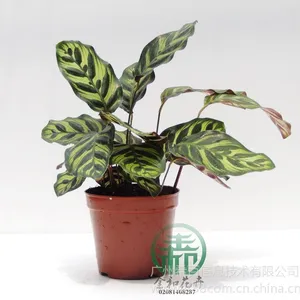 供应高度:18~28 冠幅:12~18 cm,孔雀竹芋,适宜温度:≥10℃不耐寒