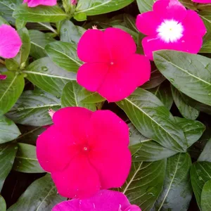 青州长春花价格长春花基地