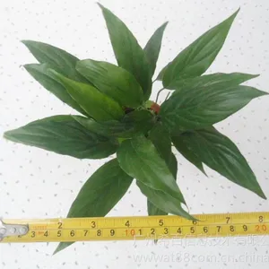 供应甜芝白掌,高度:28~35 冠幅:≥25cm