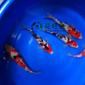 广州锦鲤鱼批发纯种红白昭和丹顶大正锦鲤渔场直销