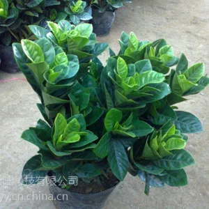 武汉鲜花小雏菊菊花同城免费送货,清新圣洁无邪的鲜花代表