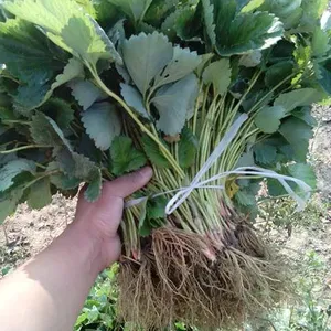 广东草莓苗种苗,草莓苗图片,低价草莓苗供应厂家