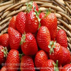 2016新品种草莓苗 章姬脱毒草莓苗 *** 回报快