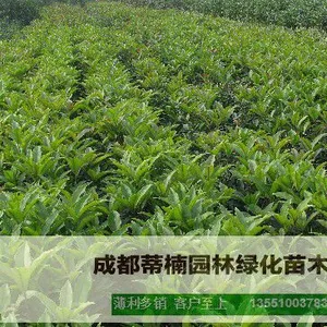 成都佛顶珠产地 佛顶珠价格 佛顶珠外形