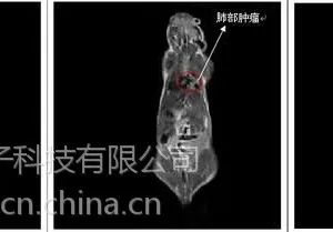 小鼠肿瘤成像测试实验