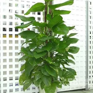 杭州植物出租 余杭区植物出租