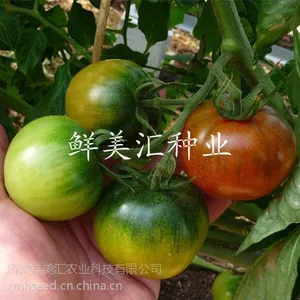供应日本进口草莓番茄(西红柿)种子