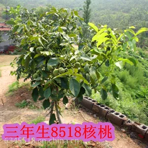 烟台格瑞全国亩产千斤优质8518脱毒2号核桃苗农业***致富项目