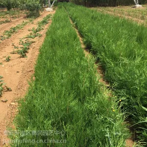 二年生0.5公分以上侧柏小苗 不脱腿的 50公分高侧柏树苗***格