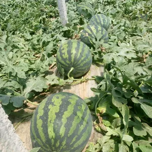 京美甜王西瓜