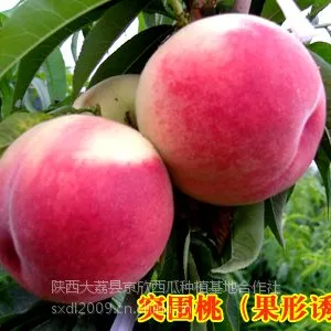 供应夏之梦毛桃 夏之梦毛桃价格