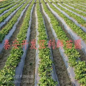 脱毒草莓苗批发 脱毒草莓苗价格