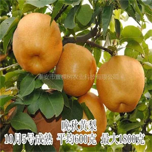 大量供应晚秋黄梨树苗 梨树苗基地