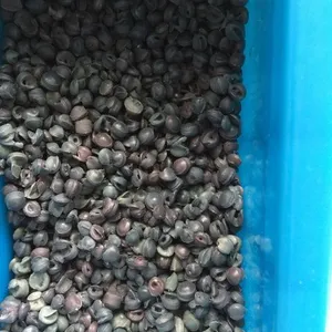 LDPE杂色颗粒