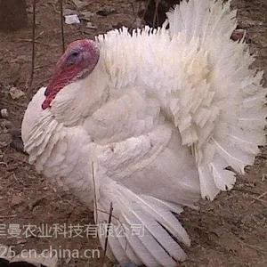 白条火鸡出售