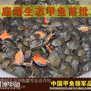 洞庭湖区野生甲鱼苗批发