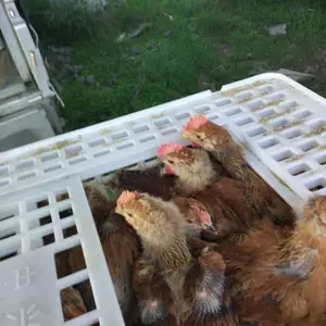����Ѽ���Ѻ�ɫ��������Ѽ������Ѽ�µ���