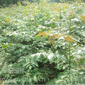 栾树报价 栾树价格 四川哪里有栾树卖?