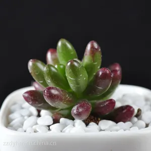 厂家批发虹之玉 多肉 漳州多肉植物批微景观植物室内盆栽花卉盆景
