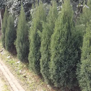 柏树,潢川柏树产地,2米柏树产地报价,2米柏树哪里便宜,桧柏年销售量最多的地方潢川供应柏树