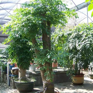 杭州植物出租公司 杭州翠怡园艺租植物