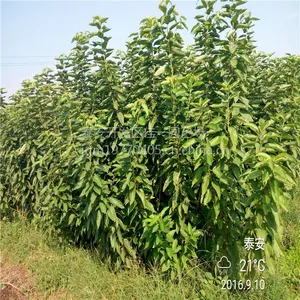 佳一园艺场销售嫁接樱桃苗 两年的樱桃苗价格 粗0.8厘米