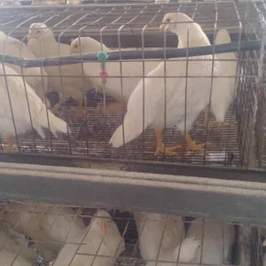罗曼粉青年鸡,罗曼粉青年鸡价格