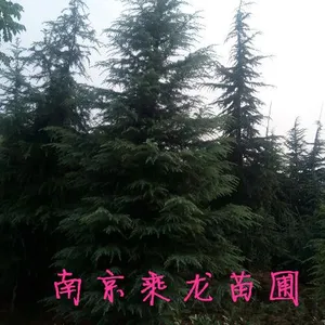 雪松直销6米雪松7米雪松8米雪松9米雪松价格