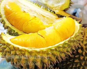 海南榴莲价格