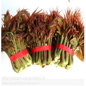 香椿芽基地 泰安润佳农业大量供应大棚新鲜香椿芽 价格优惠