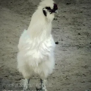 �㶫��ë�ڹǼ��糧�ң����а�ë�ڹǼ������۴���
