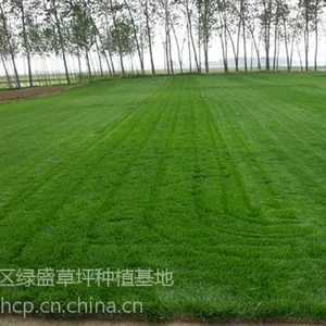 现在栾城草坪什么价格