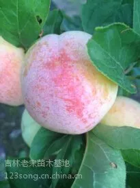 ͨ�ɡ������ͳ�����������硢�׳�����������