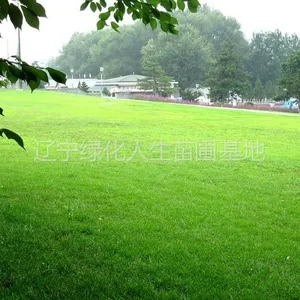 ��Ӧ������ƺ ������ƺ ١������ƺ ������ѡ��