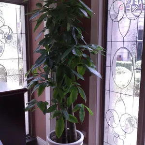 专业的植物租赁,称心的植物租赁在哪里