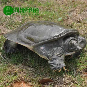 生态甲鱼冷水中华鳖***格