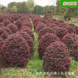 基地直销批发红花继木球 园林绿化工程用苗 市政园林 60至120公分