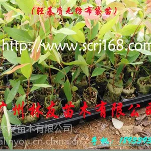 供应大量供应各种规格优质桉树(广九、二九)组培苗