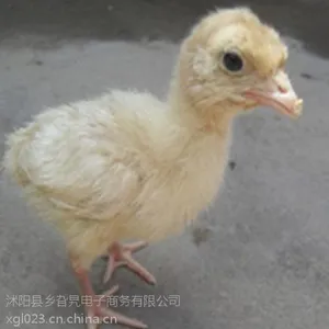 销售火鸡