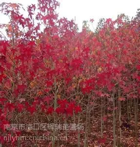 供应北美枫香价格北美枫香树价格信息