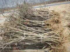‘哪里有枸杞树枸杞怎么种植’