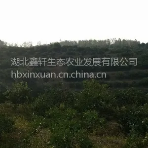 湖北鑫轩农业有万吨柑橘蜜桔,欢迎大老板商谈