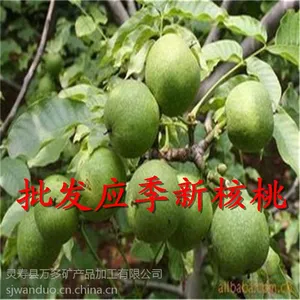 现货供应生核桃 野生鲜核桃