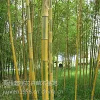 绿化竹子山东绿化竹苗