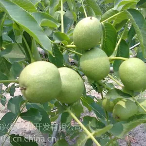 重庆川早核桃苗除草,重庆川早核桃苗修剪,重庆川早核桃苗产量