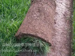 混播早熟禾草坪|栾城冷季型四季青草坪信息