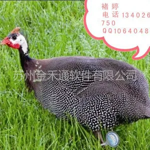 供应二维码脚环-----给你的土鸡做的宣传